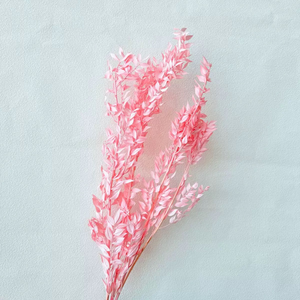 <span class=keywords><strong>Hojas</strong></span> de Ruscus Preservadas y Blanqueadas, Material para Decoración del Hogar, Manualidades, Arreglos Florales para Bodas/Fiestas - Product Image 2