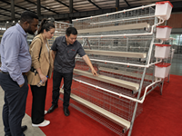 Nouvelle Offre Spéciale : Système Automatique pour Poulailler, Cages à Poules Pondeuses en Batterie Type A en Acier Galvanisé, 3/4/5 Niveaux, Haute Résistance à la Corrosion