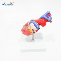 Modelo Anatómico de Corazón Humano de Tamaño Natural, Modelo de Corazón Desmontable para Enseñanza Cardiovascular, CE/ISO/ROHS/CNAS