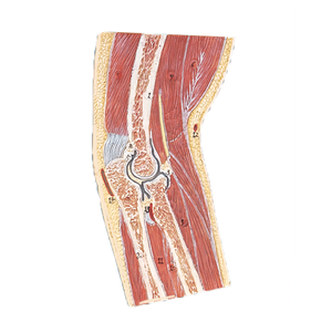 Modèle de <span class=keywords><strong>squelette</strong></span> sectionnel de l'articulation du <span class=keywords><strong>coude</strong></span> médical par [Nom du fabricant/du fournisseur] - Product Image 1