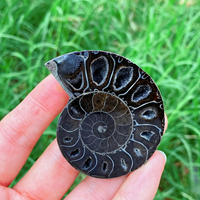 Vente en gros de pierres fossiles d'ammonites noires à coquille brute unique pour la décoration intérieure de bureaux de luxe