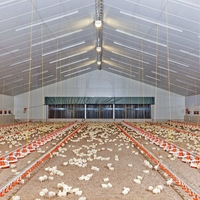 Nouvel équipement d'élevage automatique de poulets de chair au sol avec cages à batterie en acier galvanisé