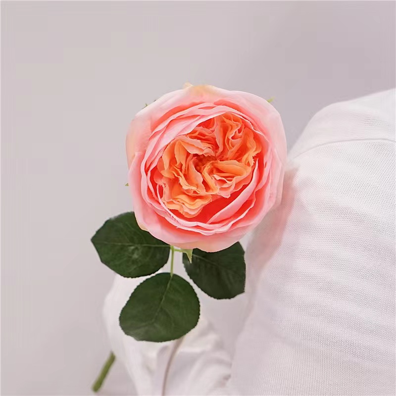 Rosa-4