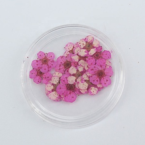 M043 20Pcs Mini Premuto Piccolo <span class=keywords><strong>Daffodil</strong></span> Fiori Sul Chiodo Secchi Premuto Daffy Fiori Per Arte Del Chiodo Della Resina di Pedicure del Manicure decor - Product Image 6
