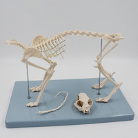 Équipement orthopédique pour l'enseignement : Spécimen osseux de chat et chien, squelette d'animal de compagnie, conforme CE/ISO
