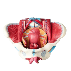 Modelo Anatómico de Pelvis Femenina Desmontable Avanzado con Músculos <span class=keywords><strong>y</strong></span> Órganos para Enseñanza Médica - Product Image 1