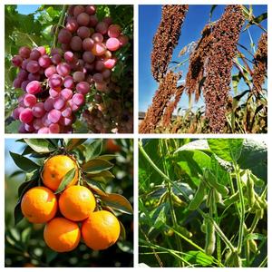 EDDHA Fe 6% <span class=keywords><strong>Engrais</strong></span> micronutritif à base de fer chélaté, microgranulés pour l'agriculture, prévient la chlorose, CAS 16455-61-1 - Product Image 2