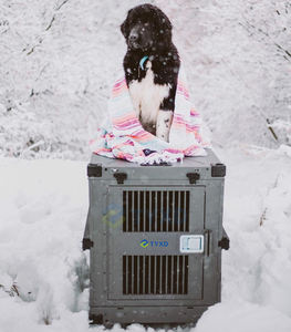 Di Alluminio portatile di Viaggio di Trasporto Box Cane - Product Image 3