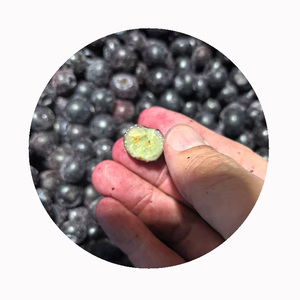 Quả Việt Quất đông lạnh <span class=keywords><strong>iqf</strong></span> hữu cơ cao cấp | số lượng lớn một quả mọng | Kích thước đồng đều cho ngũ cốc sữa chua & nướng | <span class=keywords><strong>HACCP</strong></span> - Product Image 1