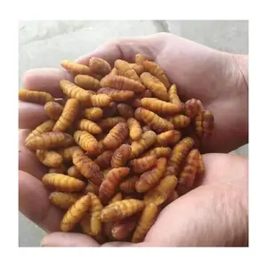 Grosir pakan hewan SANFENG makanan laut Frozen Silkworm pupee musim gugur Silkworm untuk dijual