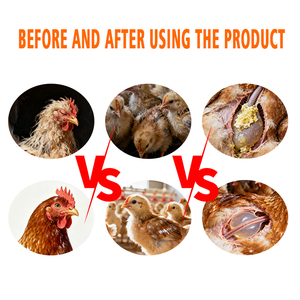 CY AirsacClear: Suplemento Respiratorio para Aves de Corral <span class=keywords><strong>y</strong></span> Tratamiento para la Airsacculitis <span class=keywords><strong>y</strong></span> Obstrucción Bronquial - Product Image 5