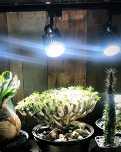 Ampoule LED PAR30 à spectre complet dimmable, effet soleil, pour la culture de plantes, la culture verticale, le démarrage de semis et les jardins intérieurs - Product Image 5