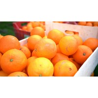 Italiaanse Extra Vierge Olijfolie Met Gele Citroenkruiderij 250 Ml Fles