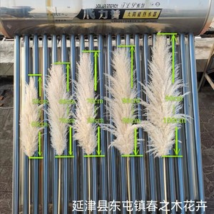 <span class=keywords><strong>Planta</strong></span> seca de Flor de Caña de Pampa roja grande natural para paisaje de boda y decoración de muebles para el hogar ramo de decoración del hogar de Internet - Product Image 5