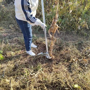 Dụng cụ kéo thân nhiều cây-Công cụ đòn bẩy nặng để loại bỏ sắn, thuốc lá &, thân cây rau - Product Image 1