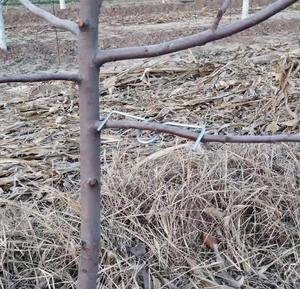 Dilatatore per Rami di Alberi da Frutto per Modellare - Product Image 5