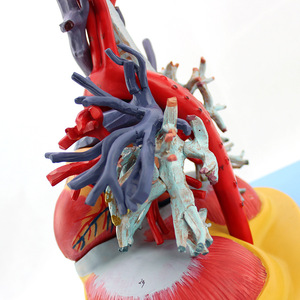 Modèle anatomique de l'Université Médicale Navale du cœur, des poumons, de la trachée et du système bronchique humains pour la chirurgie thoracique et la cardiologie - Product Image 4