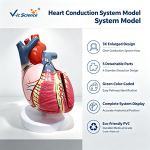 Modelo del Sistema de Conducción Cardíaca Ampliado 3 Veces, 5 Partes, PVC, para Enseñanza de Cardiología, CE ISO ROHS CNAS - Product Image 1