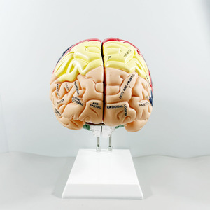 Ciencia Médica - Anatomía Humana - Modelo de 4 Partes del Nervio Cerebral y la Estructura de Zonificación Funcional del Cerebro, Doble del Tamaño Original - Product Image 4