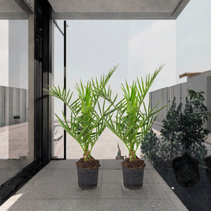 Bloomique - Lot de 2 - Phoenix canariensis - Palmier d'île de la Réunion - Perpétuaire - Chine - Plantes d'extérieur résistantes <span class=keywords><strong>pour</strong></span> <span class=keywords><strong>balcon</strong></span> - Hauteur 50-70 cm - Pot 15 cm - Product Image 3