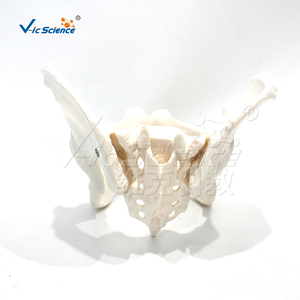 Modèle de squelette pelvien féminin humain grandeur nature en PVC écologique pour l'enseignement en obstétrique, orthopédie, anatomie et laboratoire CE/ISO/ROHS/CNAS - Product Image 6