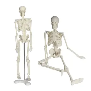 FORESTEDU gerçek insan iskeleti satılık sıcak satış çocuk oyuncakları 45cm uzun boylu el tutun insan iskelet modeli cadılar bayramı sanat hediyeler