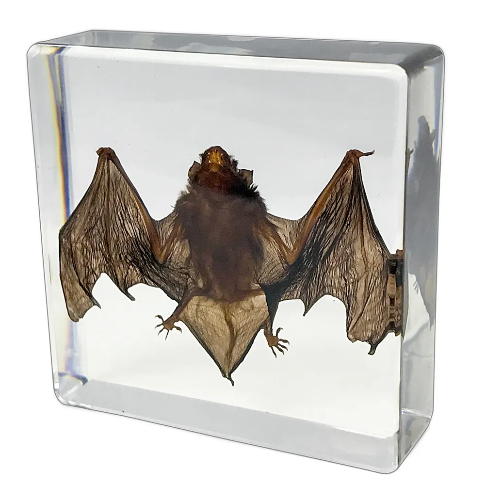 real bat specimen resin modern ornaments other home decor house bedroom living room interior table decorations & accessories