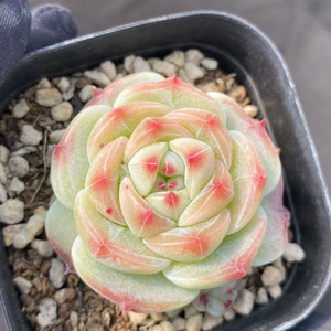 Echeveria 'Green Bodhi' Crassulaceae, Pianta Succulenta di Lusso Ecologica di Alta Qualità in Vaso per Arredamento Interno ed Esterno - Product Image 5