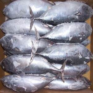 2021ขายปลาทูน่าเนื้อเหลืองแช่แข็ง,ปลาทูน่า Skipjack อินโดนีเซีย,ปลาทูน่าแช่แข็ง Katsuwonus Pelamis Skipjack ปลาทูน่า/ซื้อปลาทูน่าครีบเหลืองแช่แข็ง - Product Image 3