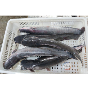 Monstre de la pêche : Poisson-chat noir entier congelé en gros, provenant de l'élevage, pour l'exportation - Product Image 2