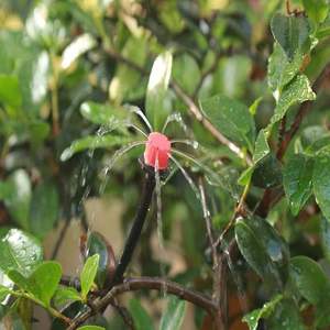 Sistema de riego por goteo ajustable de 50 m con 65 cabezales, kit de PVC rojo para plantas de jardín - Product Image 1