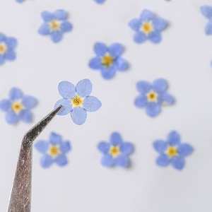 <span class=keywords><strong>Fleurs</strong></span> séchées naturelles pressées, 12 pièces/sac, Myosotis Sylvatica (Oubli-moi-pas), écologiques, pour artisanat des ongles et marque-pages faits main - Product Image 1