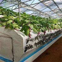 Serres agricoles industrielles de grande taille multi-voûtes de haute qualité, système de culture hydroponique, irrigation goutte à goutte