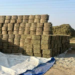 Paja de Cacahuete Premium para Alimentación Animal / Forraje para Ganado / Heno de Cacahuete Alto en Fibra para Ganado Vacuno y Ovino - Product Image 4