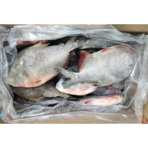 Pescado Pomfret Rojo Fresco de Alta Calidad, Pompano Rojo, <span class=keywords><strong>Pacu</strong></span> Rojo, Pomfret Rojo Congelado, 500-800g, Entero, Suministrado - Product Image 3
