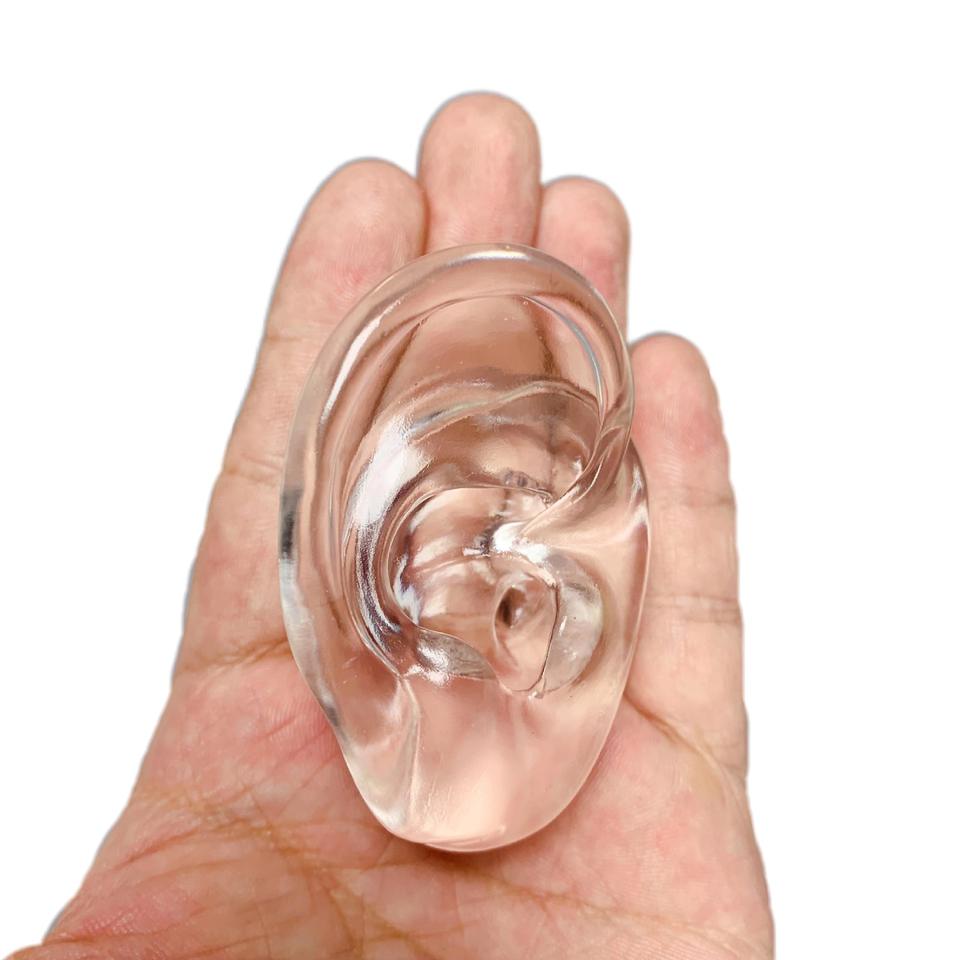 Translucent Ears Ultra-Transparent Silicone Anatomical Ear Model Simulation Stud ...