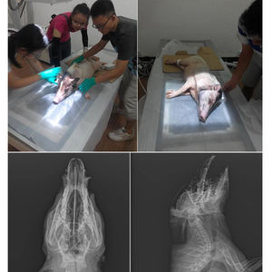 HC-R004A veteriner 200mA tıbbi X ışını makinesi mobil hastane makinesi veteriner veteriner x ışını fiyatı - Product Image 3