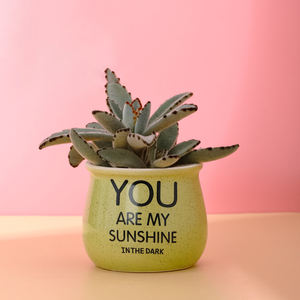 Pots de jardinières succulentes Cactus en céramique, décor de bureau, lettres personnalisées d'intérieur, Pots avec trou - Product Image 5