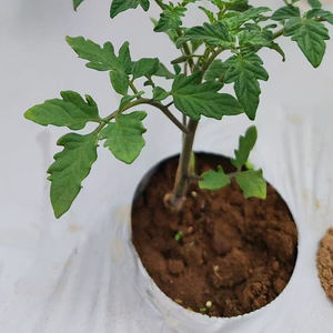 Abeille de jardin Ferme agricole Punch Hole Vegetable Strawberry Tomato <span class=keywords><strong>Biodégradable</strong></span> Perforated Plastic Mulch Film, Pla Film - Product Image 4