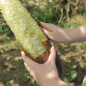 High Quality Natural Bath Scrub Sponges Luffa/loofa/loofah - Product Image 3