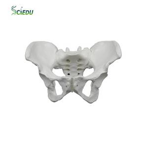 Modelo de Esqueleto Pélvico Femenino para <span class=keywords><strong>Centro</strong></span> de Atención Postparto, Examen de <span class=keywords><strong>Obstetricia</strong></span> <span class=keywords><strong>y</strong></span> <span class=keywords><strong>Ginecología</strong></span>, Enseñanza de Partería, Ayuda Didáctica - Product Image 1