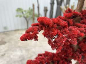 高品質の室内用ポドカルパス盆栽、庭の装飾品、松の木、高さ2mの生きた人工松の木 - Product Image 3