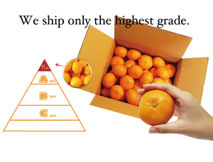Großhandel japanische erstklassige frische Frucht Mandarine
