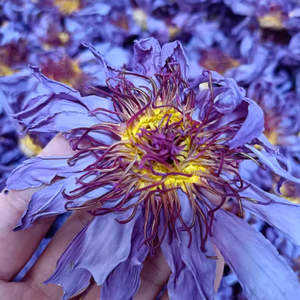 Tè essiccato al fiore di loto blu naturale essiccato cinese tè ai fiori di loto blu essiccati biologici tè EU Nymphaea caerulea Standard - Product Image 1