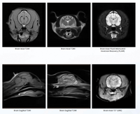 Équipement vétérinaire de haute qualité EUR VET, appareil d'IRM avancé, diagnostic de la santé animale, appareil de diagnostic par IRM médical