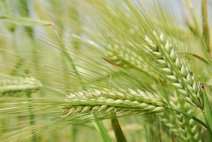 Pure Barley <strong>Malt</strong> <strong>Extract</strong> Non-Alcoholic Beer Flavor No Additives for Beverage Tea and Functional Drinks Food Industry - Product Image 3