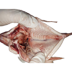 <span class=keywords><strong>Acheter</strong></span> du Tilapia Rouge Vivant Congelé en Gros de Chine – Prix Compétitif pour Tilapia Rouge Frais - Product Image 1