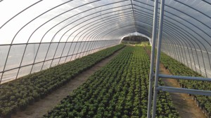 Film plastique agricole transparent en polyéthylène, <span class=keywords><strong>200</strong></span> <span class=keywords><strong>microns</strong></span>, utp à uv, feuille à couverture de 10m - Product Image 5