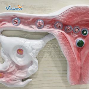 Modèle anatomique du corps humain, fécondation et développement de l'embryon, modèle médical - Product Image 2