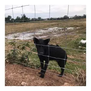 tierhaltung farmzaun landwirtschaftlicher zaun scharnier schloss gewebter zaun 1,5 m x 30 m